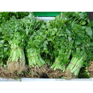 50pcs Benih Ketumbar Coriander Seeds 芫茜เมล็ด biji benih sayur sayuranหมวก/seeds/สร้อยข้อมือ/เด็ก/ดอกไม้/มักกะโรนี/ผักกาด