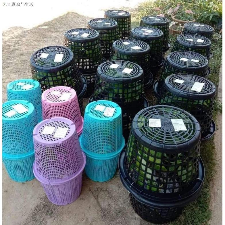 ☃ต้นอะโวคาโดเสียบยอด พันธุ์แท้ แฮสนิวซีแลนด์ ปีเตอร์สัน บัคคาเนีย บูธ7 บูธ8 a034 ไร้เมล็ด Reed