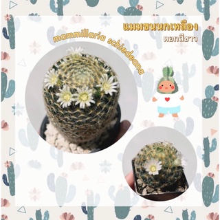 แมมขนนกเหลือง ดอกสีขาว Mammillaria Scheideana