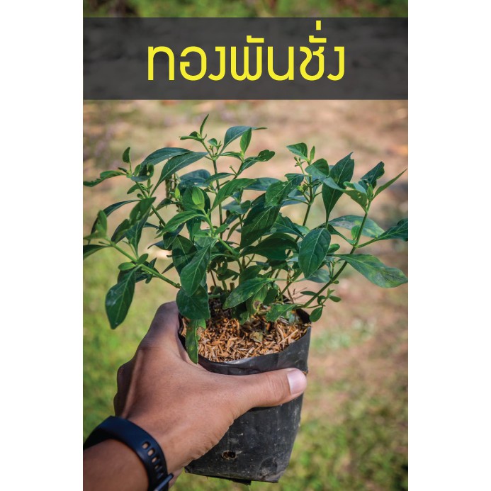 ทองพันชั่ง ต้นสวย แข็งแรง ปลูกปุ๊ป โตปั๊ป รากเดินเต็มถุง