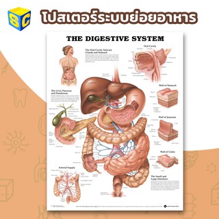 โปสเตอร์วิทยาศาสตร์ระบบย่อยอาหาร Digestive Poster