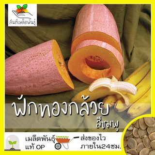 เมล็ดพันธุ์ ฟักทองกล้วยสีชมพู 10 เมล็ด Pink Banana Squash Seed เมล็ดพันธุ์แท้100% นำเข้าจากต่างประเทศ ปลูกผัก ฟักทอง ถูก