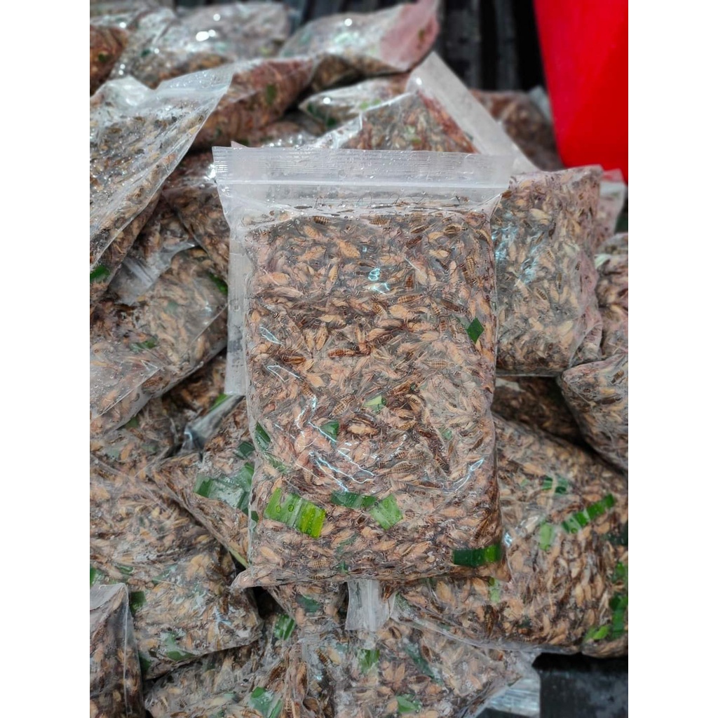 ( ไม่ส่ง ตจว.ที่อยู่ไกลมาก ) แมงสะดิ้งไข่+ไม่ไข่คละกันไม่ได้คัด ( 1 kg) นึ่งฟรีสแข็ง ไม่ปรุงรส สด ใหม่ สะอาด ไม่มีกลิ่