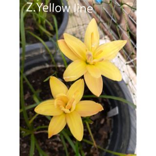 Z.Yellow line ขายหัวขนาดออกดอก