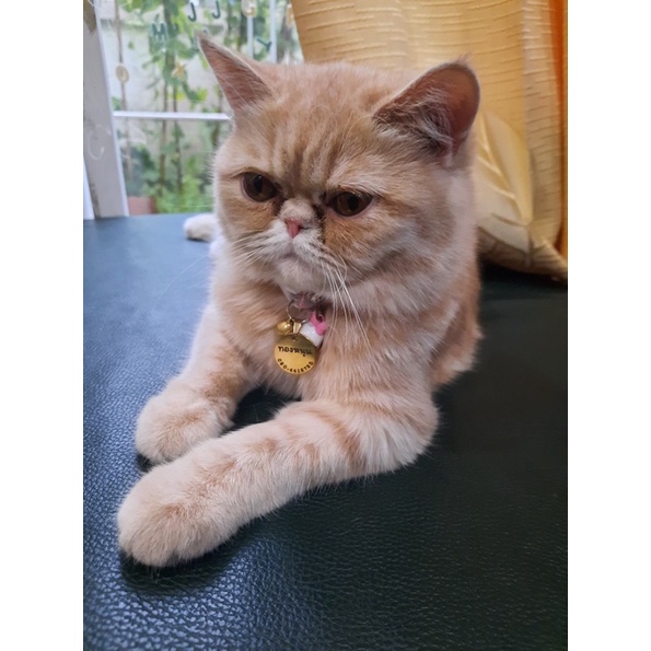 ป้ายชื่อแมว ป้ายชื่อสุนัขแมวสลักชื่อ สแตนเลสงานพรีเมียม ขนาดเหรียญ1฿ - รูปที่ 6