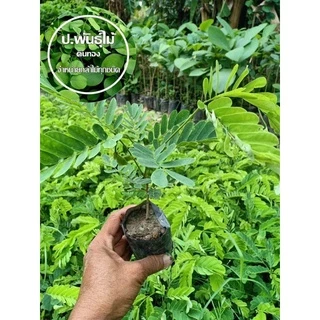ต้นพฤกษ์ ต้นอีซึก ต้นมะคึด หรือต้นจามจุรีสีทอง กินยอดได้ สูง 10-15 เซนติเมตร ‼️หากเสียหายเครมฟรี ไม่มีค่าใช้จ่าย‼️