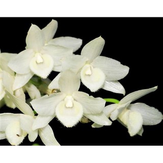 เอื้องครั่งสายสั้นเผือก ดอกหอม  Dendrobium parishii alba 1 ต้น ไม้ฟาร์ม ติดดอก