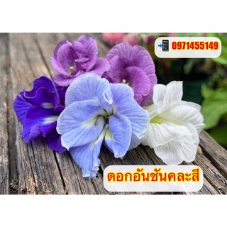 เมล็ดดอกอัญชันคละสี มี 4 สีตละ ร่วม 20 เมล็ด เมล็ดพันธุ์ ดอกอัญชัน อัญชันสี ฟ้า,ม่วง,ขาว