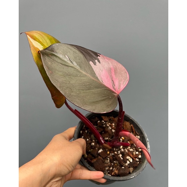 PHILODENDRON PINK PRINCESS 900฿