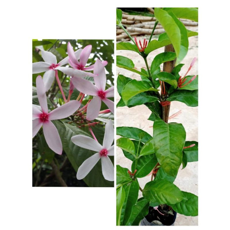 ต้นพุดชมพูหรือต้นเข็มอุณากรรณ(Kopsia fruticosa)#ดอกสวยมาก ดอกอกตลอด