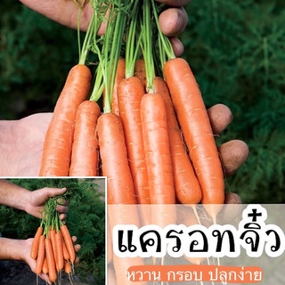 แครอทจิ๋ว☘️📌เมล็ด Baby Carrot ☘️ปลูกง่าย🌱ขึ้นไว ทานสด🥕หวาน🍭กรอบ🥕อร่อย 🌱เมล็ดแครอทจิ๋ว เบบี้แครอท จำนวน 200-300เมล็ด