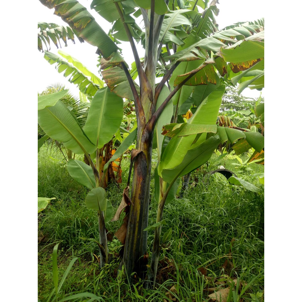 (1 หน่อ) หน่อกล้วยดำอินโด กล้วยดำอินโด กล้วยตานีดำ ของแท้จากสวนเลยครับ ส่งจากกำแพงเพชร ทุกวัน