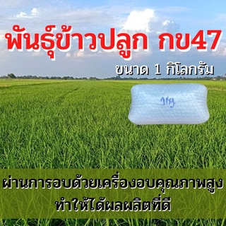 พันธุ์ข้าวปลูก กข47 เมล็ดพันธุ์ ข้าวปลูก กข47 เมล็ดพันธุ์ข้าว พันธุ์ข้าว กข.47 ให้ผลผลิตดี (1 กิโล)