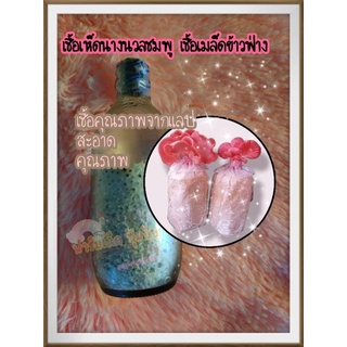 เชื้อเห็ดนางนวลชมพูเชื้อเมล็ดข้าวฟ่าง