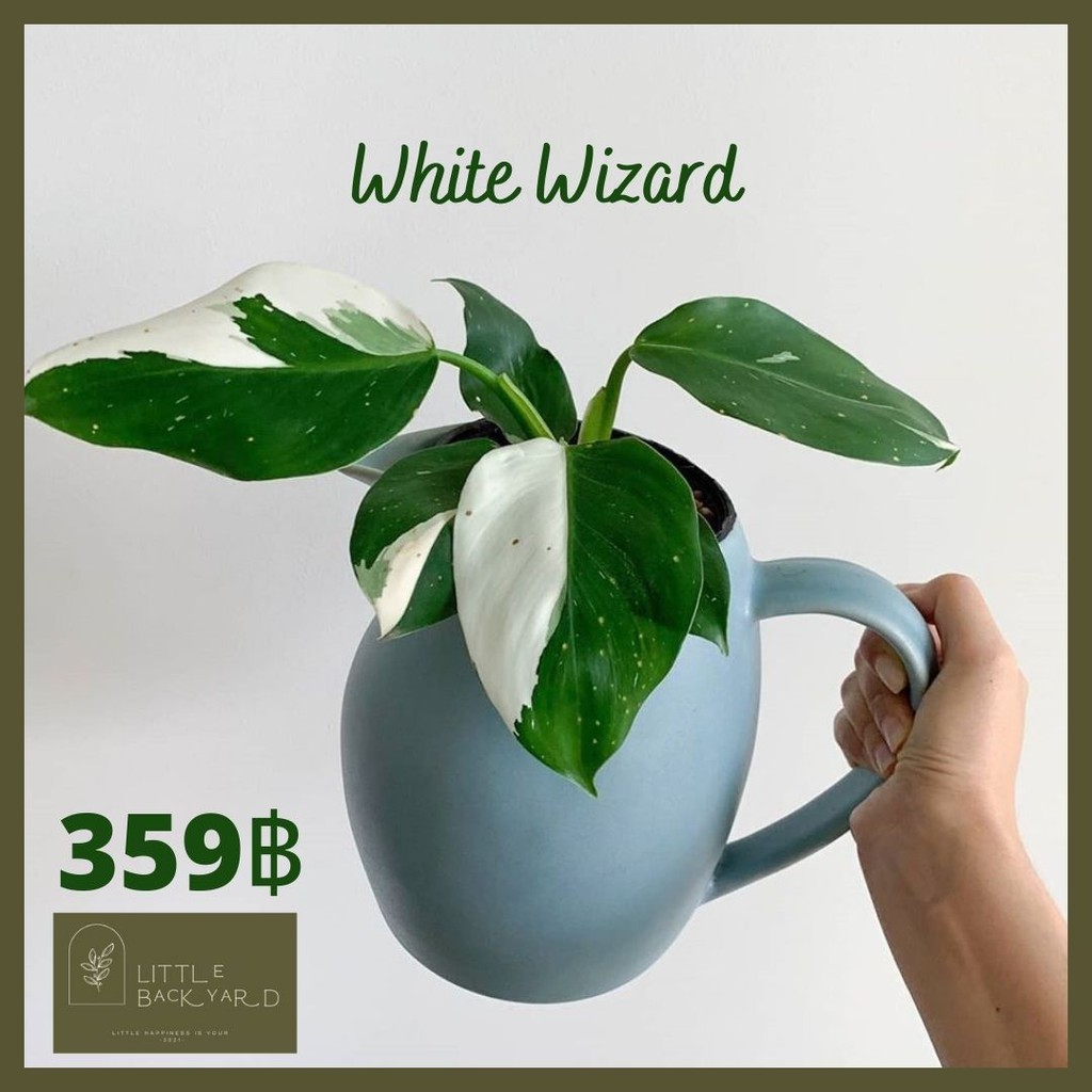 Philodendron White Wizard 🤍🧙‍♂️ พ่อมดขาว วัยอนุบาล 2 เดือน ในกระถาง 3 นิ้ว