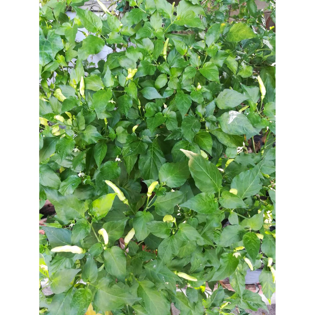 กระดูกป่น แท้ 5kg. ปุ๋ยกระดูกป่น ทำมาจากกระดูกไก่ป่น กระดูกหมูป่น กระดูกปลาป่น - รูปที่ 4