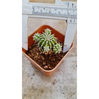 ไม้อวบน้ำ ยูโฟเบีย, Euphorbia sepulta