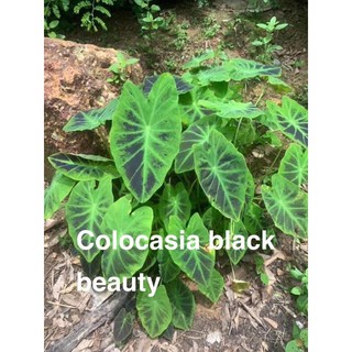 Colocasia Black Beauty จัดส่งเป็นต้นตัดใบหุ้มราก