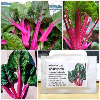 เมล็ดพันธุ์ สวิสชาร์ด มาเกนต้า ซันเซ็ท (Magenta Sunset Swiss Chard Seed) บรรจุ 60 เมล็ด คุณภาพดี ของแท้ 100%