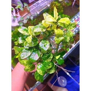 anubias Nana pinto, nana white ใบน้ำ 💯% ตัดยอดจากต้นแม่มาขาย