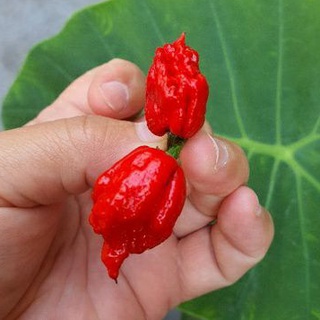 พริกเผ็ดที่สุดในโลก📌ถูกที่สุด 1📌 2-10 เมล็ด 🌶เมล็ดพันธุ์พริกcarolina reaper👉 ปลูกง่าย ☘️ เผ็ดที่สุดในโลก