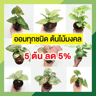 🍂 5 ต้น ลด 5% 🌿  รวมต้นออม ตระกูลออม 🌿 กระถาง 3-4 นิ้ว ออมชมพู ออมเงิน ออมทอง ออมนาค ออมมณี ออมทรัพย์ ต้นไม้มงคล โชคลาภ