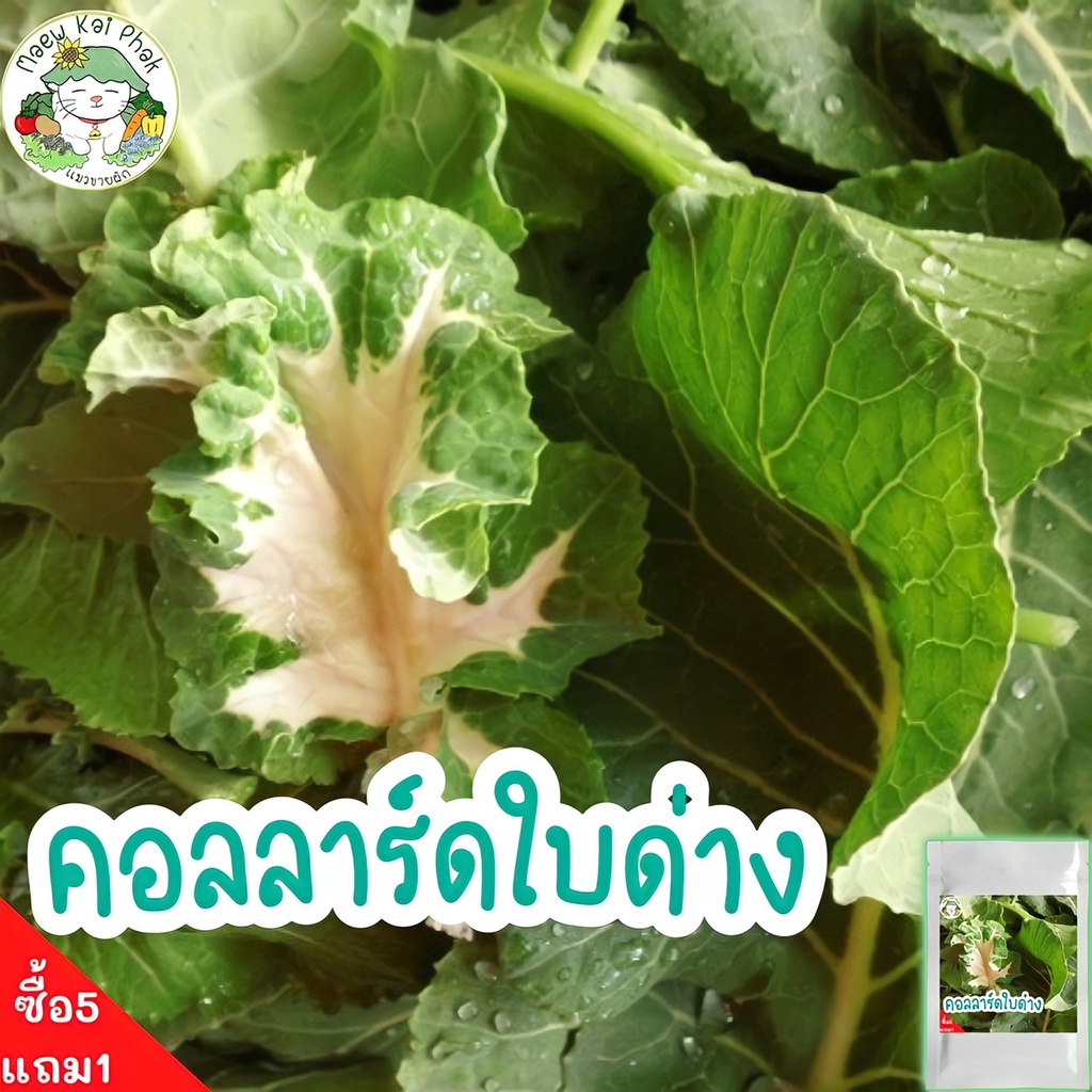 เมล็ดพันธุ์ คอลลาร์ด ใบด่าง 50 เมล็ด Variegated Collard seeds เมล็ดพันธุ์แท้ นำเข้าจากต่างประเทศ ดอกไม้ ปลูกง่าย ถูกดี