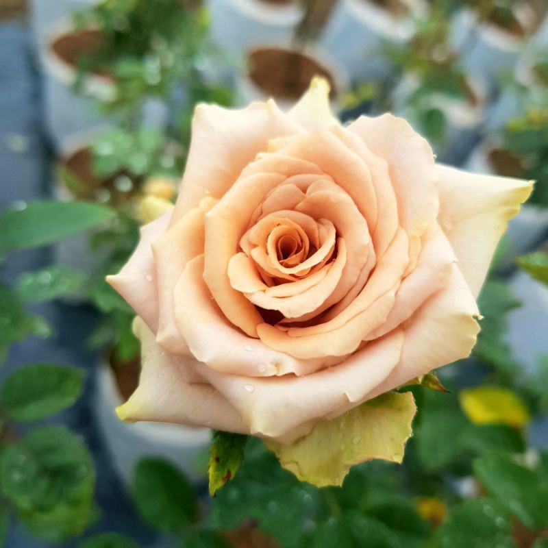 ทอฟฟี่(toffee rose) กุหลาบสีน้ำตาล บานทน Shopee Thailand