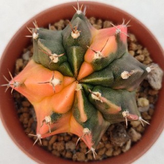 Cake Cactus Farm กระบองเพชร Gymnocalycium mihanovichii variegated ยิมโนด่างส้ม