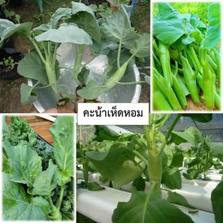 เมล็ดคะน้าเห็ดหอม 100 เมล็ด (ซื้อ10แถม1 คละได้)