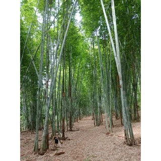 ไผ่ซางหม่น8ต้น ของแท้100%.By>PTBamboo