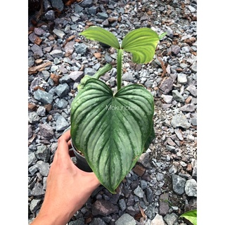 ฟิโลเดนดรอน มาเมอิ ไม้วางข้อ 📍(Philodendron Mamei Silver Cloud)