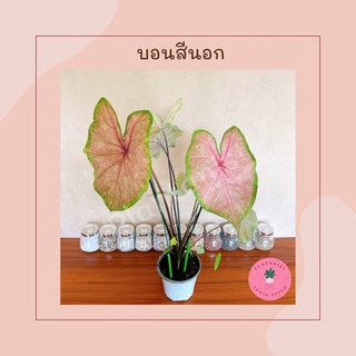 บอนสีนอก "หัวใจสีชมพู" กระดูกม่วง | Caladium Sp.- ไม้นอก นำเข้า สีสวย ต้นใหญ่ ฟอร์มสวย