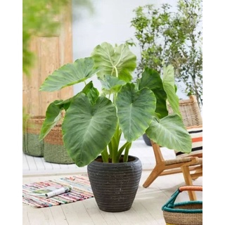 Colocasia Elephant ears บอนหูช้าง💥ตัดใบส่ง💥