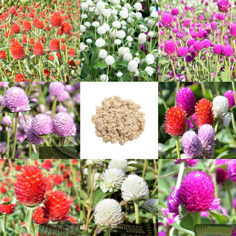 (ซื้อ10แถม1)เมล็ดพันธุ์ ดอกบานไม่รู้โรย 50 เมล็ด Amaranth Flower Seed เมล็ดพันธุ์แท้ นำเข้าจากต่างประเทศ