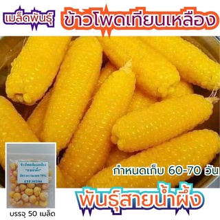 อินทรีย์ ต้น ดอก/เมล็ดพันธุ์ ข้าวโพดข้าวเทียนเหลือง 50 เมล็ด พันธุ์สายน้ำผึ้ง เมล็ดข้าวโพด เมล็ดพันธุ์ข้าวโพด ข้าวโพ OHW