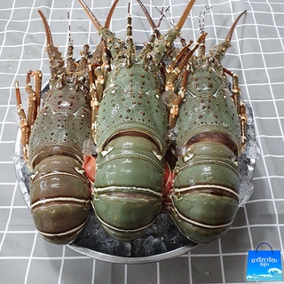 กุ้งมังกรทะเลใต้ ซื้อไปถ่ายลงไอจีก็คุ้มแล้ว !!