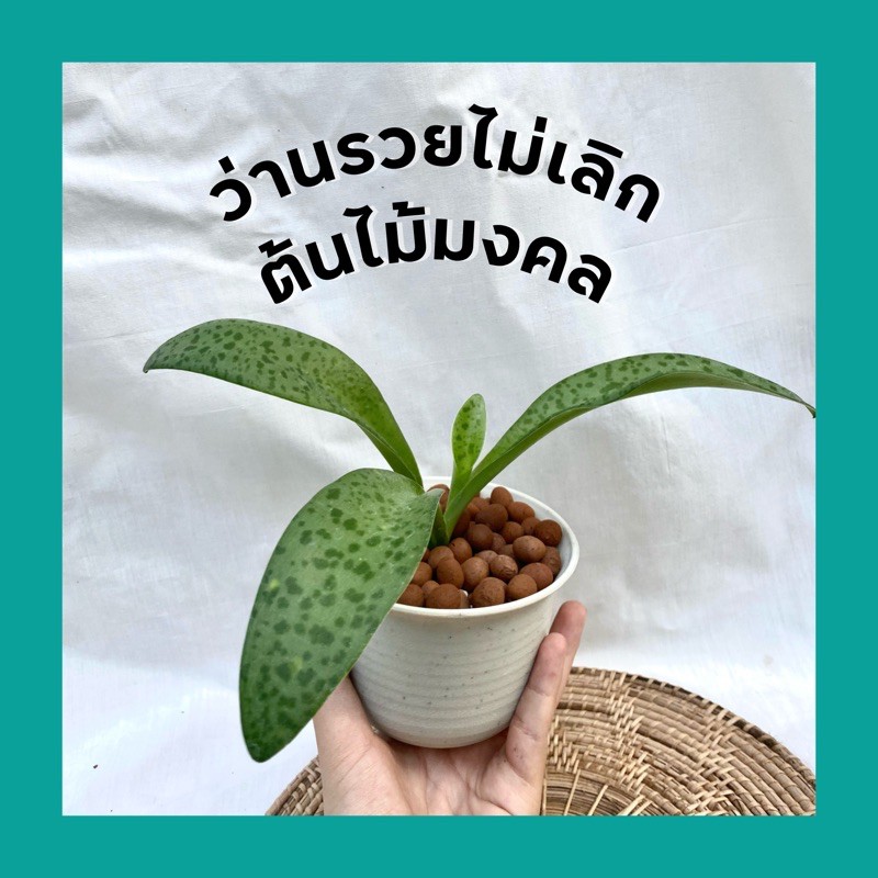 ต้นรวยไม่เลิก ว่านรวยไม่เลิก ต้นไม้มงคล นำโชค ส่งพร้อมกระถาง