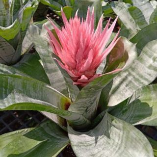 ต้นสับปะรดสี ดอกสีชมพู (Bromeliad)