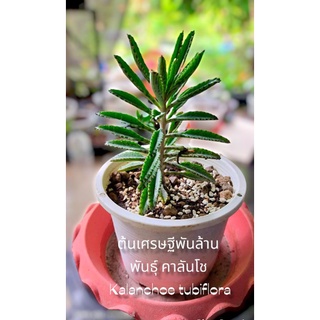 ต้นเศรษฐีพันล้าน พันธุ์ คาลันโช Kalanchoe tubiflora