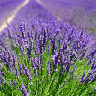 ลาเวนเดอร์ Lavendula angustifolia lavender 100 เมล็ด นำเข้าอังกฤษ