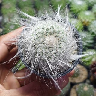 ต้นกระบองเพชร แมมแม่เฒ่า ซุปเปอร์บาร์ ฮาเนียนา #Mammillaria #hahniana #Werderm #superbar #แมมแม่เฒ่า