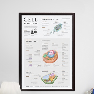 กรอบโครงสร้างเซลล์ Cell Structure