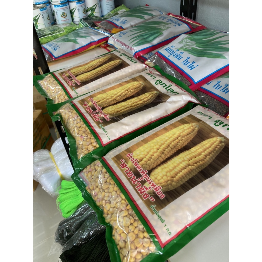 ข้าวโพดเทียนเหลือง เทียนน้ำผึ้ง   สายน้ำผึ้ง 🔥 ของใหม่ชัวร์ !!! 🔥สิ้นอายุ  07 / 70