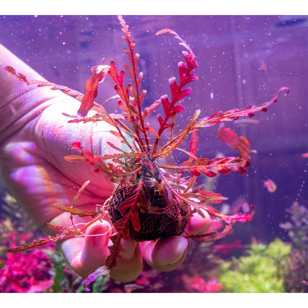 ต้นไม้น้ำ ไมยราบน้ำ Hygrophila pinnatifida