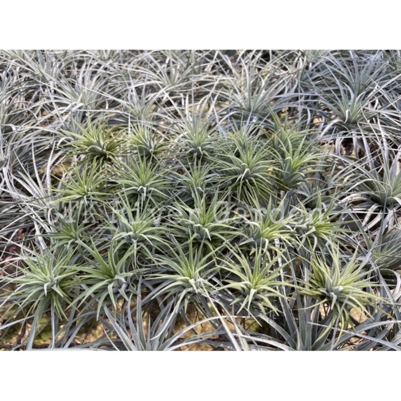 Ionantha ไอโอนันทา ทิลแลนด์เซีย