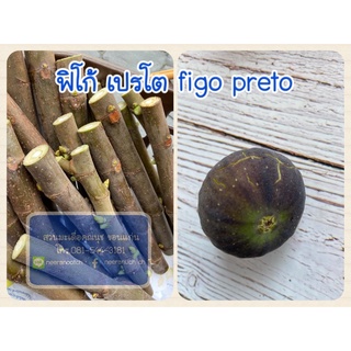 กิ่งสดมะเดื่อฝรั่ง ฟิกโก้ เปรโต้ จำนวน 5 กิ่ง,5 figo preto fig cuttings