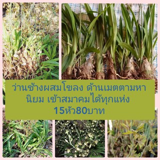 ว่านช้างผสมโขลง 15หัว80บาท
