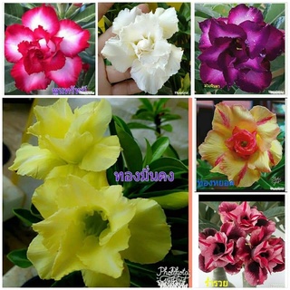 12 เมล็ด เมล็ดพันธุ์ ชวนชม สายพันธุ์ฮอลแลนด์ คละสี Adenium Seeds