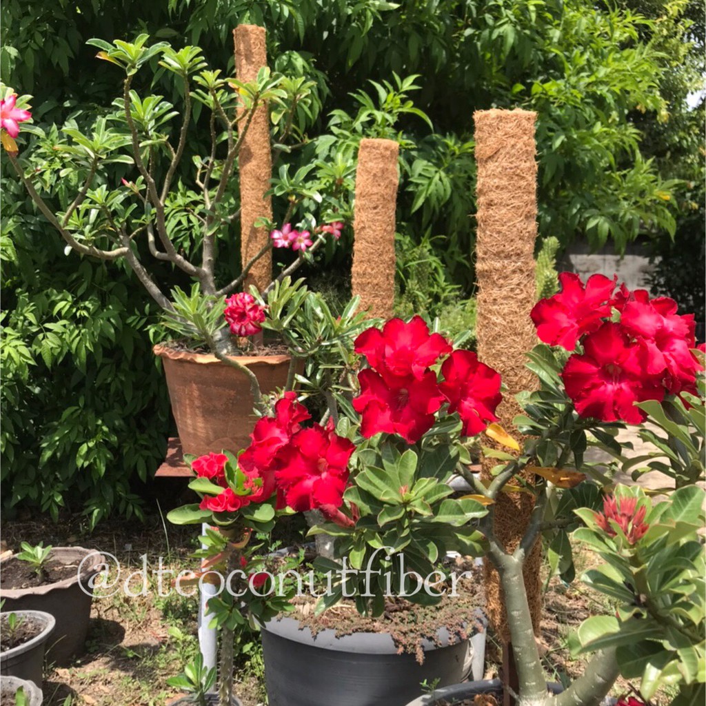 [พร้อมส่ง] ใยมะพร้าวขนาดหนา 1/2 นิ้ว 1x5, 1x10 เมตร สำหรับปลูกพืช คลุมดิน พันเสาไม้เลื้อย - รูปที่ 4